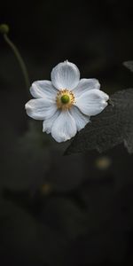 Flowers,Macro,Anemone,Close Up,Flowering,Bloom,Flower