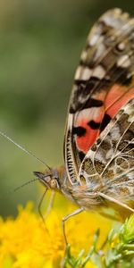 Fleurs,Aile,Antennes,Vrilles,Ailes,Macro,Papillon