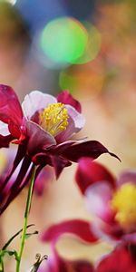 Flou,Aquilégie,Aquilegia,Lisse,Fleurs,Pétales,Macro