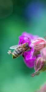 Flowers,Macro,Bee,Animals