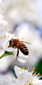 Flowers,Macro,Bee,Pollination