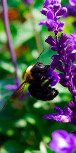 Flores,Macro,Abeja,Polinización