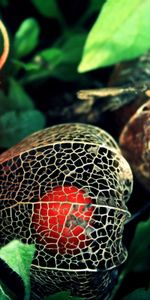 Flowers,Macro,Berry,Physalis,Fisalis,Background