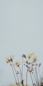 Bourgeons,Fleurs,Macro,Floraison,Plantes