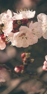 Flowers,Macro,Bloom,Flowering,Bee,Pollination,Spring