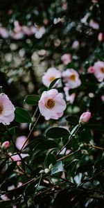 Fleurs,Macro,Branche,Feuilles,Source,Floraison,Printemps