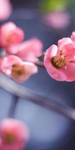 Plante,Planter,Macro,Branche,Bague,Fleurs,Floraison,Source,Rose,Printemps