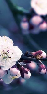 Planter,Branche,Macro,Plante,Fleurs,Floraison