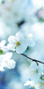 Flowers,Macro,Bloom,Flowering,Branch,Plant,Spring