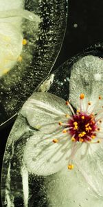 Planter,Verre,Plante,Fleurs,Macro,Floraison