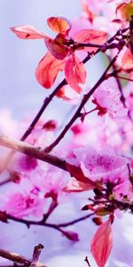 Macro,Fleurs,Floraison,Source,Printemps