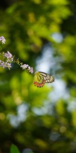 Flowers,Macro,Blur,Branch,Butterfly