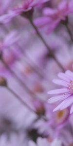 Flowers,Macro,Blur,Petals,Smooth