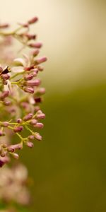 Flowers,Macro,Blur,Smooth,Branch,Plant