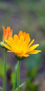 Flowers,Macro,Blur,Smooth,Calendula