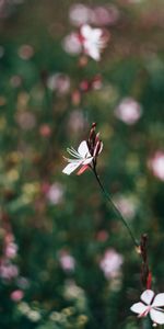 Flowers,Macro,Blur,Smooth,Field