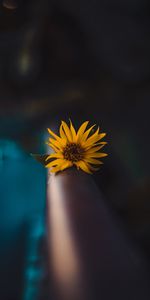 Flowers,Macro,Blur,Smooth,Flower,Focus