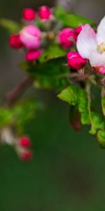 Flowers,Macro,Blur,Smooth,Flowering,Branch,Bloom