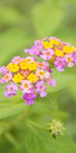 Flowers,Macro,Blur,Smooth,Greens