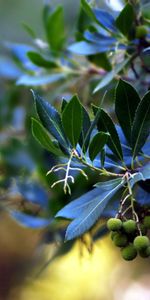 Flowers,Macro,Blur,Smooth,Leaves,Plant,Petals,Background