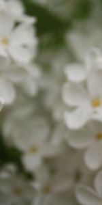 Flowers,Macro,Blur,Smooth,Shallow,Small