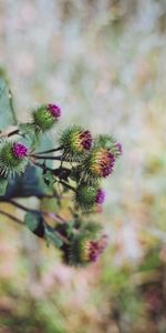 Flowers,Macro,Blur,Smooth,Thorns,Prickles,Burdock