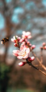 Flowers,Macro,Branch,Bumblebee,Sakura