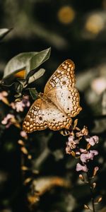 Flowers,Macro,Branch,Close Up,Butterfly