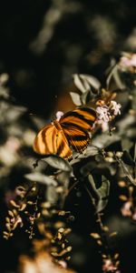 Flowers,Macro,Branch,Insect,Lilac,Butterfly