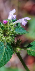 Flowers,Macro,Branch,Leaves