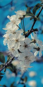 Flowers,Macro,Branch,Petals,Flowering,Bloom,Spring