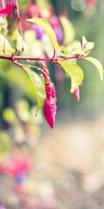 Flowers,Macro,Branch,Plant,Petals