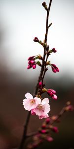 Flowers,Macro,Branch,Sakura