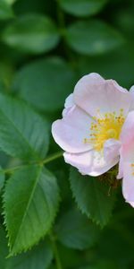 Rose Sauvage,Églantier,Macro,Branche,Fleurs