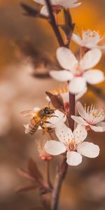 Flowers,Macro,Branches,Insect,Bee,Cherry