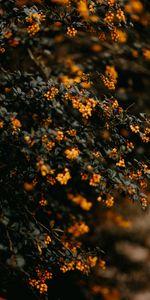 Branches,Macro,Feuilles,Fleurs