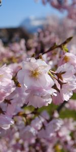 Macro,Branches,Pétales,Fleurs,Source,Printemps,Sakura