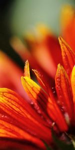 Flowers,Macro,Bright,Petals