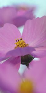 Flowers,Macro,Bright,Petals,Greased,Smeared