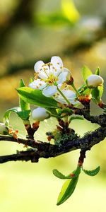 Fleurs,Macro,Arbre,Branche,Brillant,Bois,Floraison