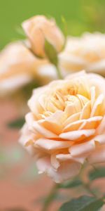 Flowers,Macro,Bud,Blur,Smooth,Flower,Rose Flower,Rose