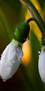 Flores,Drops,Lirio Del Valle,Lirio De Los Valles,Flor,Macro,Brote,Yema