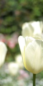 Flowers,Macro,Bud,Stem,Stalk,Tulips