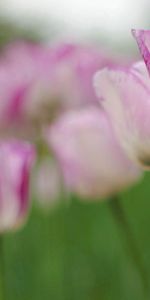 Bourgeon,Tulipe,Fleurs,Macro,Tige