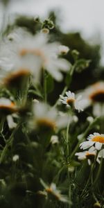 Camomille,Macro,Fleurs