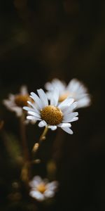 Flowers,Macro,Chamomile,Camomile