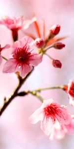 Flowers,Macro,Cherry,Flowering,Bloom,Spring