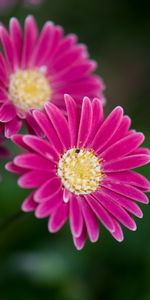 Flowers,Macro,Close Up,Flowering,Daisies,Bloom