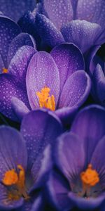 Flores,Drops,Macro,Azafrán,Azafranes,Mojado,Púrpura,Violeta