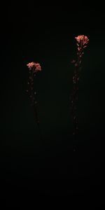 Flowers,Macro,Dark,Plants